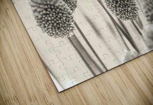 Allium Flowers Assaf Frank puzzle
