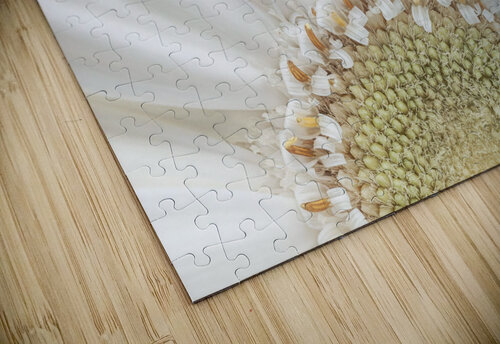 Gerbera Closeup Assaf Frank puzzle