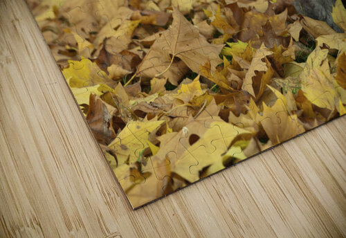 Cute Poddle Assaf Frank puzzle