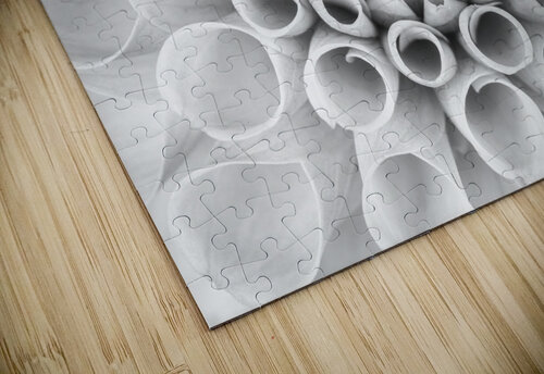 Coral Dahila Assaf Frank puzzle