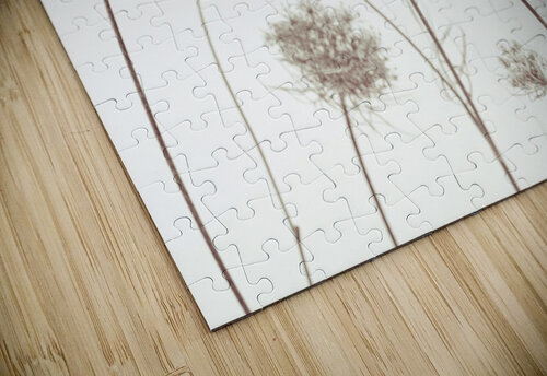 Cow Parsley Assaf Frank puzzle