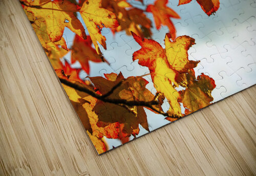 Autumn Leaves Assaf Frank puzzle