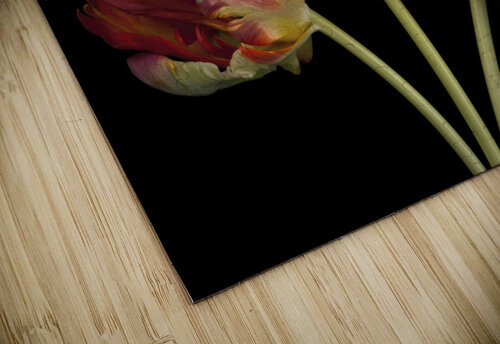 Rococo Tulips Assaf Frank puzzle