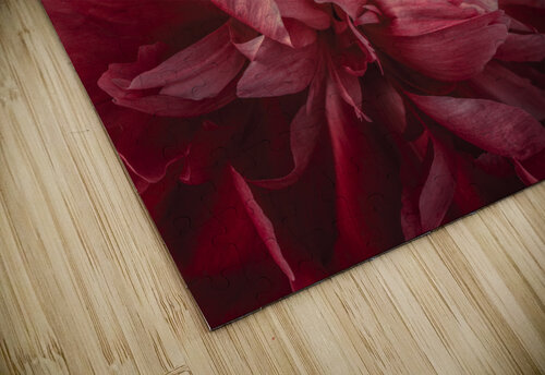 Beautiful Peony Assaf Frank puzzle