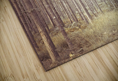 Pine Trees Assaf Frank puzzle
