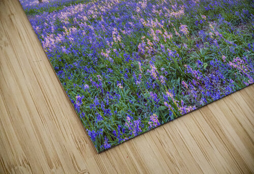 Mesmerizing Bluebell Forest Assaf Frank puzzle