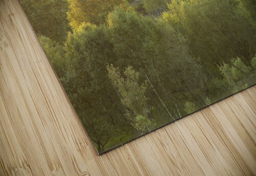 Twilight Canopy Assaf Frank puzzle