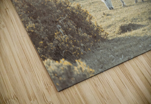 Grazing Horses Assaf Frank puzzle