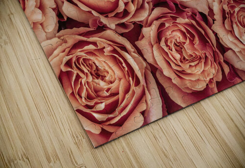 Radiant Roses Assaf Frank puzzle