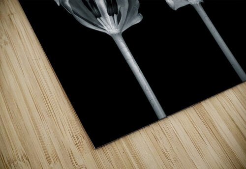 Three Rococo Tulip Flowers Assaf Frank puzzle