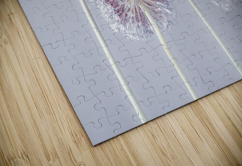 Allium Extravaganza Assaf Frank puzzle