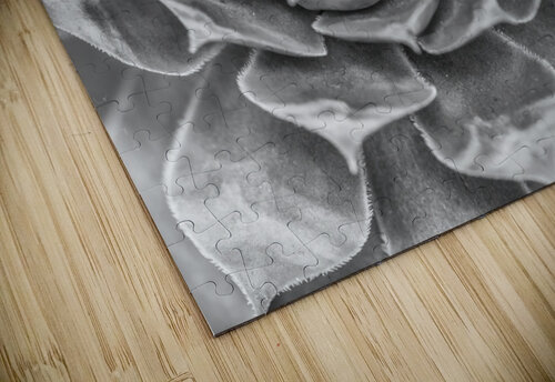 Echeveria Assaf Frank puzzle