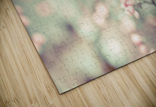 Heuchera Assaf Frank puzzle