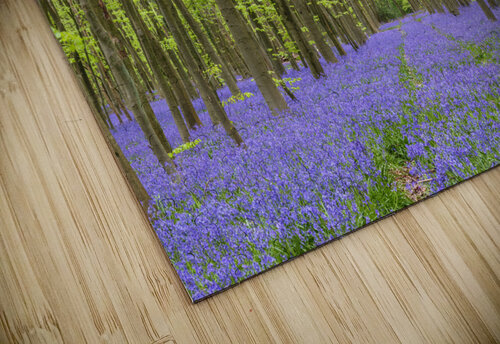 Bluebell forest Assaf Frank puzzle