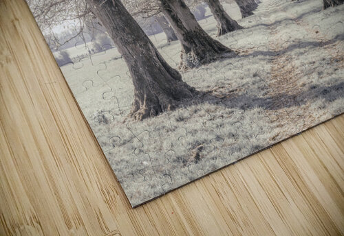 Whispering Woods Assaf Frank puzzle