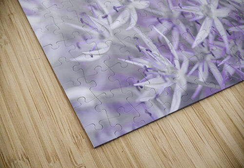 Allium flowers Assaf Frank puzzle