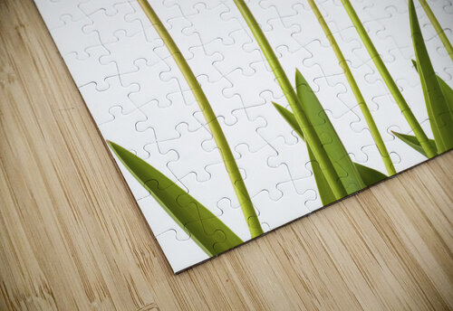 Growing Tulips Assaf Frank puzzle