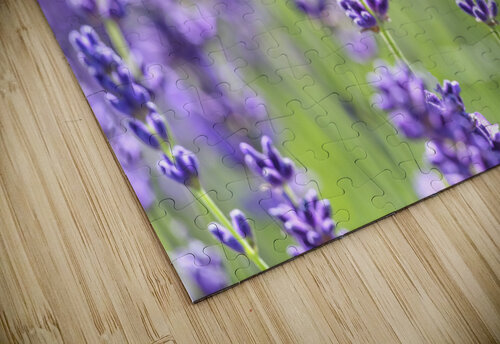 Lavender Field Assaf Frank puzzle