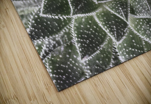 Aloe Aristata Assaf Frank puzzle