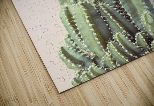 Cacti Assaf Frank puzzle