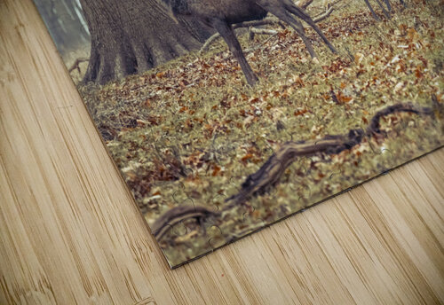 Stags in the forest Assaf Frank puzzle
