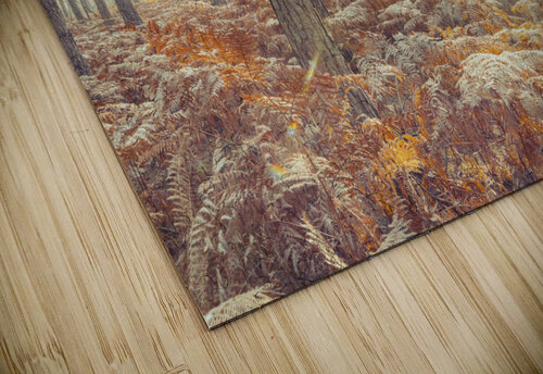 Natures Illumination Assaf Frank puzzle