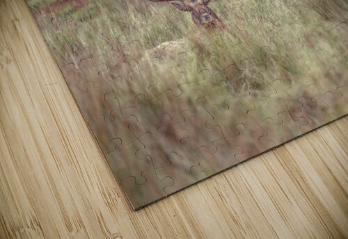 Stag in a field Assaf Frank puzzle
