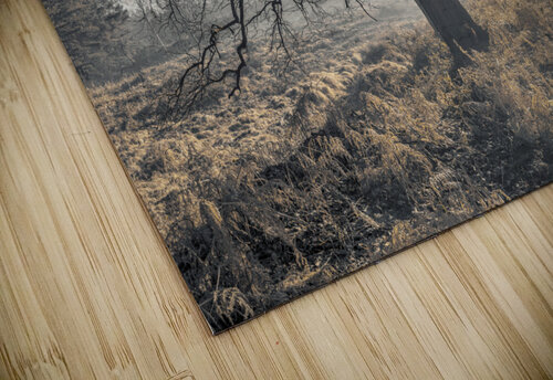 Misty Tree Assaf Frank puzzle