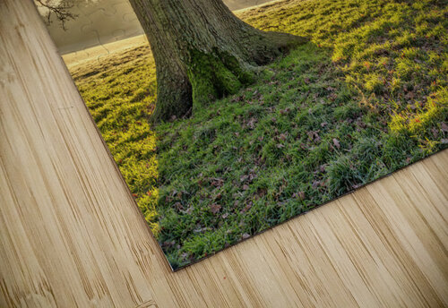 Spreading Branches Assaf Frank puzzle