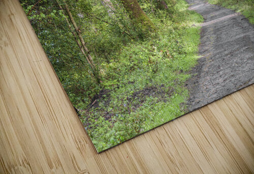 Pathway through forest Assaf Frank puzzle