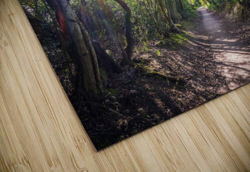 Journey through Forest Assaf Frank puzzle