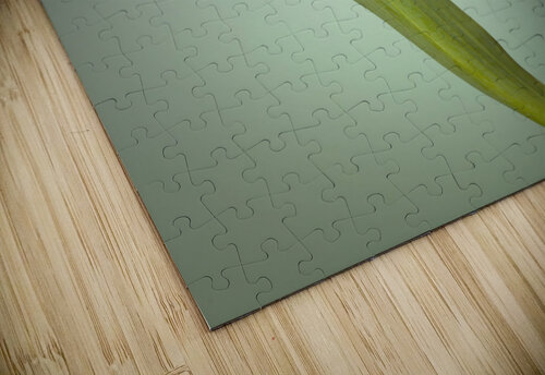 Single Tulip Flower Assaf Frank puzzle