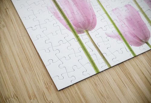 Tulip Bulbs Assaf Frank puzzle