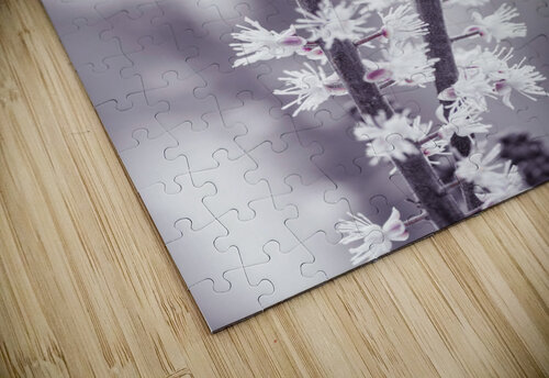 Actaea Assaf Frank puzzle