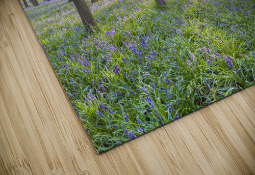 Awakening Serenity Assaf Frank puzzle