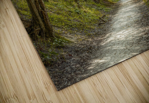 Journey through Forest Assaf Frank puzzle