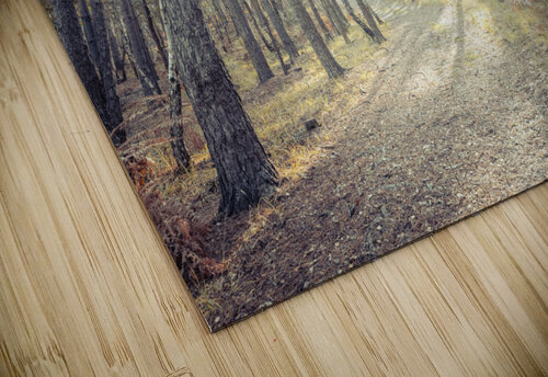 Tranquil Pathway Assaf Frank puzzle