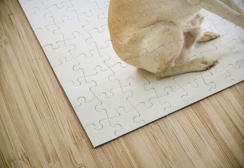 Golden Labrador Assaf Frank puzzle