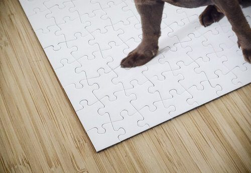 Brown Labrador Assaf Frank puzzle
