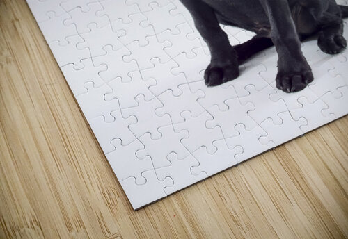 Black Labrador Assaf Frank puzzle