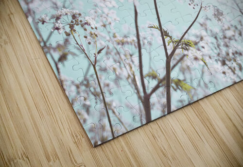 Cow Parsley Assaf Frank puzzle
