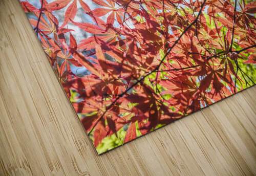 Autumn leaves Assaf Frank puzzle