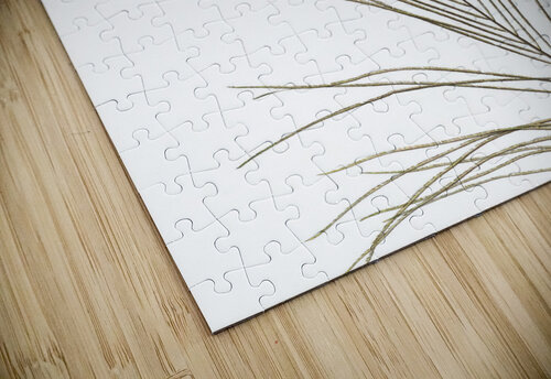 Single Peacock feather Assaf Frank puzzle