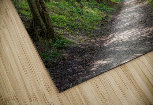 Journey through Forest Assaf Frank puzzle