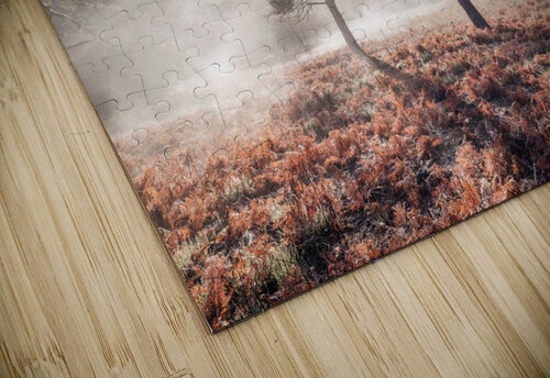 Enchanted Misty Forest Assaf Frank puzzle