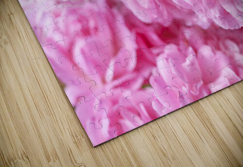 Pink Roses Assaf Frank puzzle
