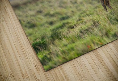 Stag in wild Assaf Frank puzzle