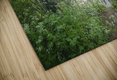 Spring woodland Assaf Frank puzzle