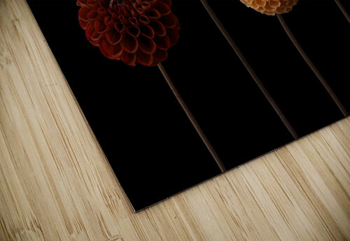 Dahlia Diversity Assaf Frank puzzle
