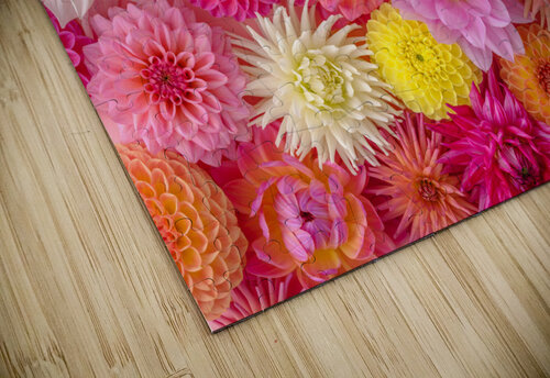 Blossom Medley Assaf Frank puzzle